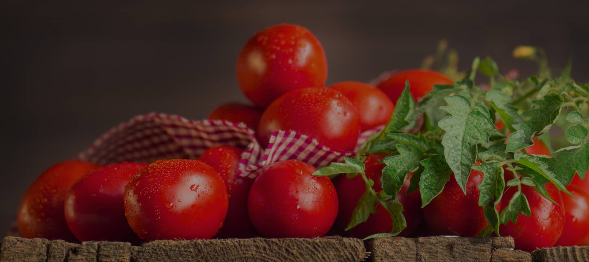 fresh tomatoes