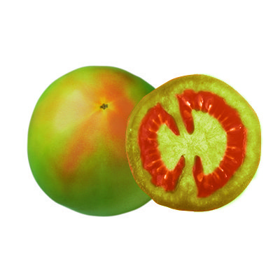 Turning tomato on tomato ripening guide